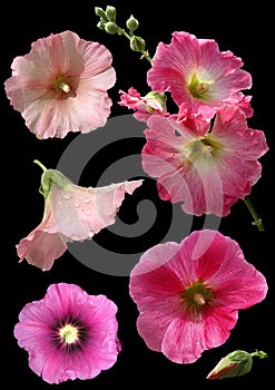 Mallow flowers isolated photo
