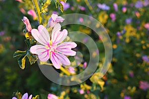 Mallow forest, or Malva sylvestris is a plant of the Malvaceae family, a species of the genus Malva, vegetable medicinal