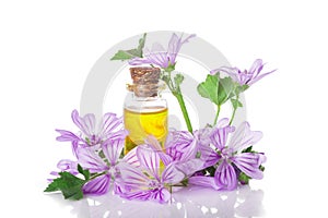 Mallow malva extract photo