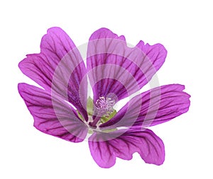 Mallow Malva Sylvestris