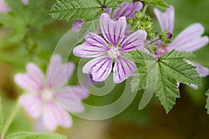 Mallow - Malva sylvestris