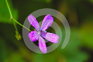 Mallow - Malva sylvestris. Close up of a wild mallow