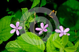 Mallow - Malva sylvestris. Close up of a wild mallow