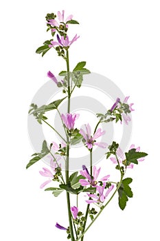 Mallow Malva sylvestris plant against white background