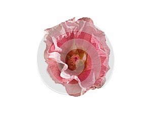 Mallow pink flower bud isolate on a white background