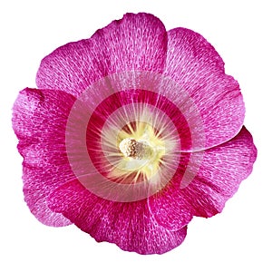 Mallow terry.  pink  flower  isolated white background. For design. Close-up.