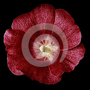 Mallow terry red flower  isolated black background. For design. Close-up.