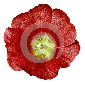 Mallow terry.  red  flower  isolated white background. For design. Close-up.
