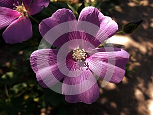 Mallow, the violet sight of spring