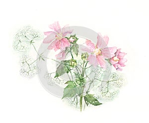 Mallow watercolor painting photo