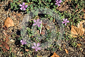 Mallows on a dry soil with withered leaves