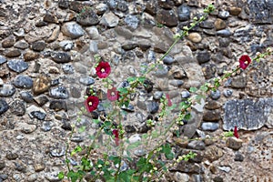 Mallows flowers on a stone wall background