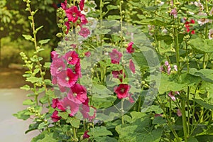 Mallows in the garden, park