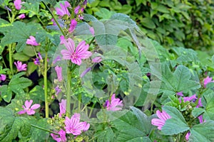 Mallows of purple color. Gentle summer flowers on blurred background of green grass