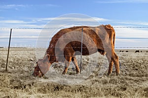 malnourished cow in the field.