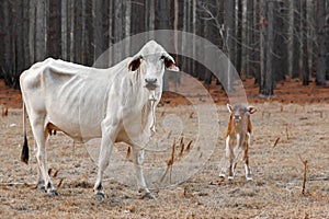 Malnourished cows devastated by bushfires with burnt tree background