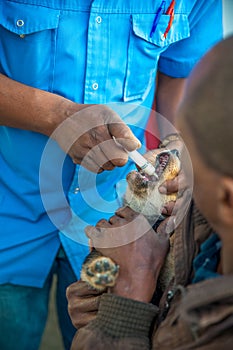 Malnourished dog being wormed