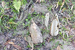 Malnourished durian tree produces fruits without flesh