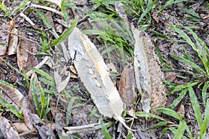 Malnourished durian tree produces fruits without flesh photo