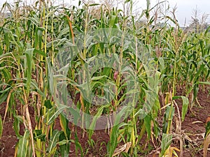 Malnourished maize plant lacking phosphorus, nitrogen, and potassium