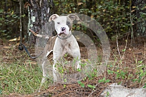 Malnourished skinny male Pitbull Terrier dog on leash