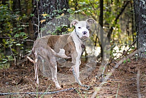 Malnourished skinny male Pitbull Terrier dog on leash