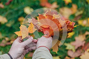 Malpe leaves in hands in fall park