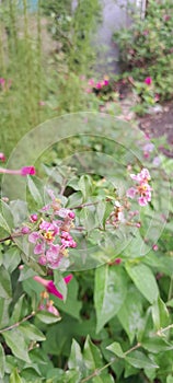 Malphigia glabra beautifull flowers