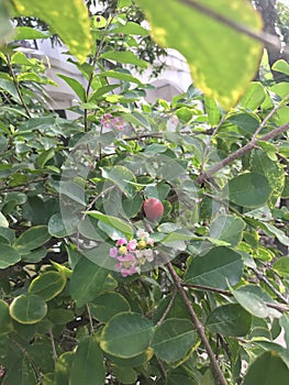 Malpighia emarginata or Acerola or Barbados cherry.