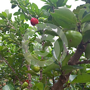 Malpighia emarginata is a tropical fruiting shrub or small tree in the Malpighiaceae family