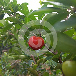 Malpighia emarginata is a tropical fruiting shrub or small tree in the Malpighiaceae family photo