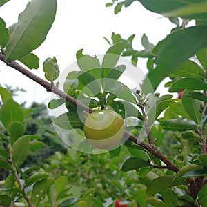 Malpighia emarginata is a tropical fruiting shrub or small tree in the Malpighiaceae family photo