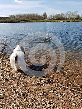 Malshipoo snoopy dog black and white