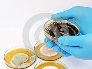 Malt Extract Agar in Petri dish for isolating and cultivate black yeasts, molds and fungal testing clinical samples, hold.