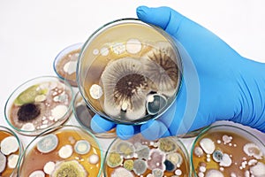 Malt Extract Agar in Petri dish use for growth media to isolate and cultivate yeasts, molds and fungal testing clinical samples.