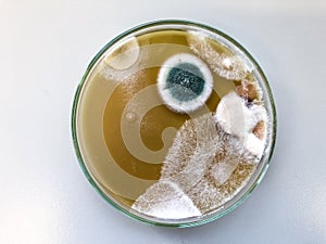 Malt Extract Agar in Petri dish using for growth media to isolate and cultivate yeasts, molds and fungal testing from clinical.