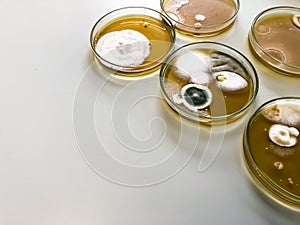 Malt Extract Agar in Petri dish using for growth media to isolate and cultivate yeasts, molds and fungal testing from clinical.