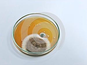 Malt Extract Agar in Petri dish using for growth media to isolate and cultivate yeasts, molds and fungal testing from clinical.