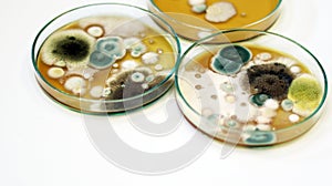 Malt Extract Agar in Petri dish using for growth media to isolate and cultivate yeasts, molds and fungal testing from clinical.