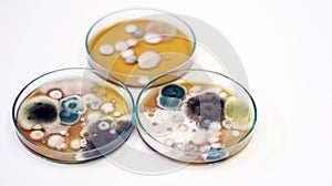 Malt Extract Agar in Petri dish using for growth media to isolate and cultivate yeasts, molds and fungal testing from clinical.