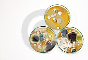 Malt Extract Agar in Petri dish using for growth media to isolate and cultivate yeasts, molds and fungal testing from clinical.