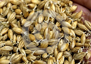 Malt grain photo