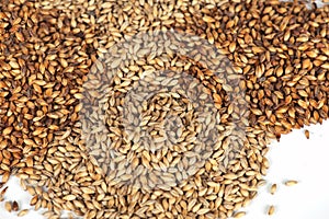 Malt grains