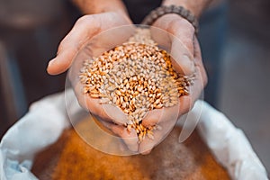 Malt in the hands of the brewer close-up. Holds grain in the pal