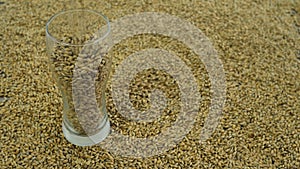 Malt is poured into a glass at the brewery against the background of grains to make a light variety of craft beer for