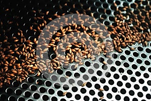 Malt seeds on a bolter screen as a part of techological process