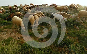 Malta, Dingli Cliffs, sheep and goats