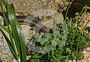 The Malta Lizard