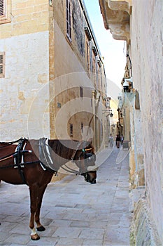 Malta, Mdina - January 2023 - A horse seen in an old town of Mdina with traditional architecture