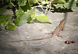 Malta Wall Lizard